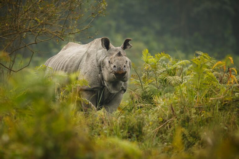 indian-rhinoceros-asia-indian-rhino-one-horned-rhinoceros-unicornis-with-green-grass